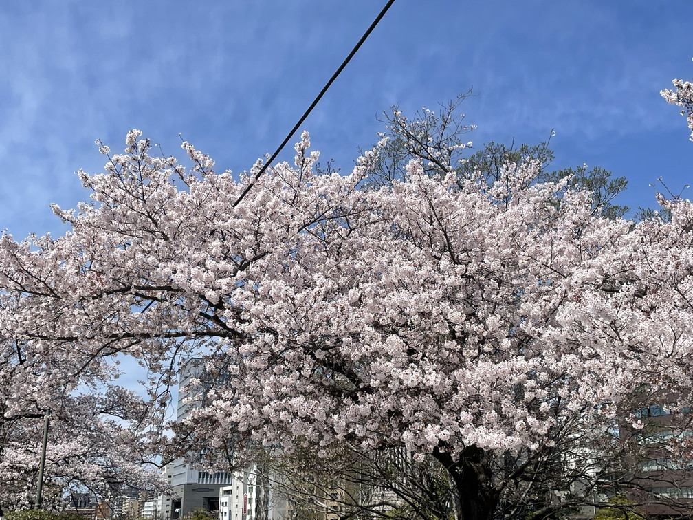 お花見行事その１