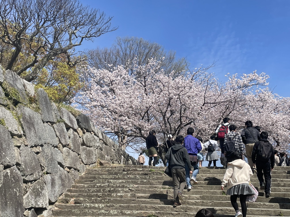 お花見行事その２